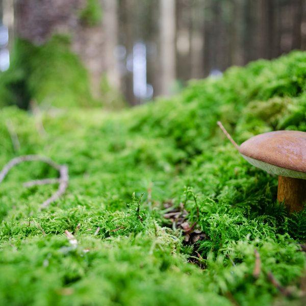 Natur fühlen und erleben
